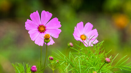 Pink cosmea on a green blurred background, pink flowers in the garden
