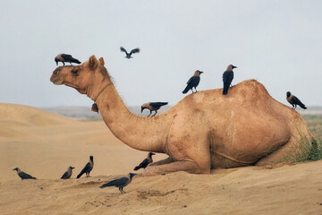 Symbiotic relationship between camel and ravens in the Thaar desert, Rajhastan, India