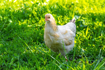 Young white chicken in the garden in summer in sunny weather