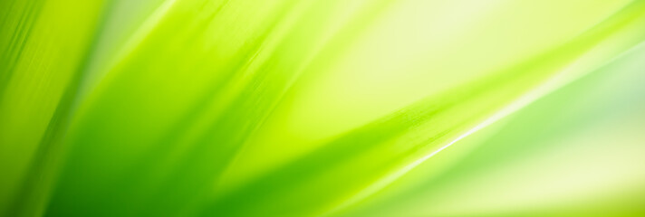 Abstract blurred of green leaf nature using as background natural plants, ecology cover page concept.