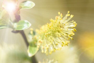 blooming catkins of willow tree with pollen