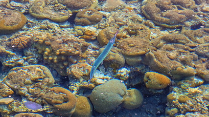 Fish Needle in the sea over corals. Flora and fauna of the Red Sea. The wonderful world of the Red Sea. Sea Scenery