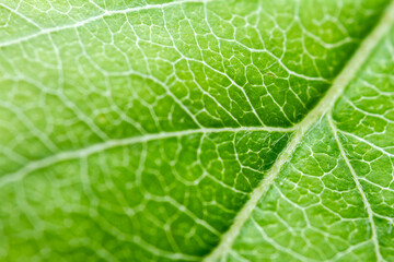 Extreme close-up of a apple leaf.