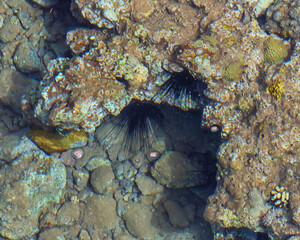 Sea urchins on the bottom of the sea under corals. Flora and fauna of the Red Sea