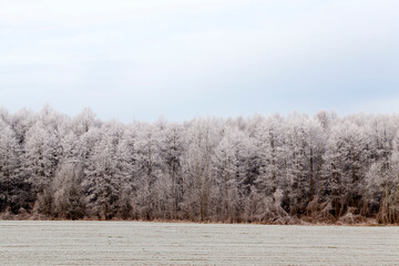 winter season with snow in the park or forest and pine firs