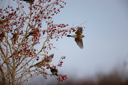Grive litorne Turdus pilaris se nourrissant sur des baies en hiver