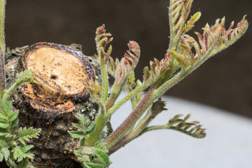 Brotes de un peque&ntilde;o arbolito despues de una poda severa