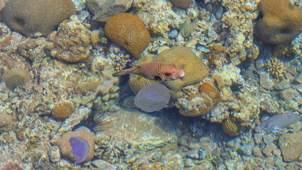 White-spotted puffer in the sea. Sea Scenery Travel photo
