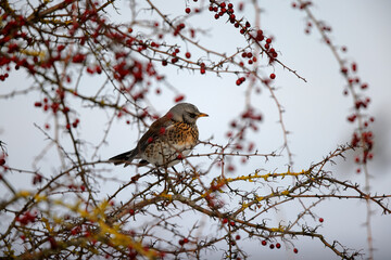 Grive litorne Turdus pilaris se nourrissant sur des baies en hiver