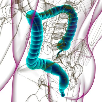 Large Intestine 3D Illustration Human Digestive System Anatomy
