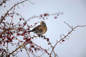 Grive litorne Turdus pilaris se nourrissant sur des baies en hiver