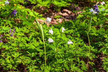 Primroses are spring. First flowers in the spring forest.