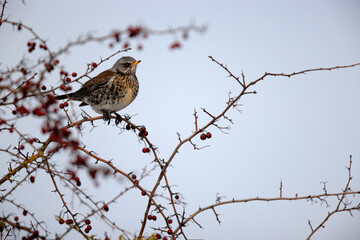 Grive litorne Turdus pilaris se nourrissant sur des baies en hiver
