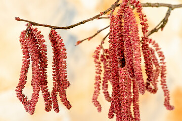 blooming hazelnut bush with pollen