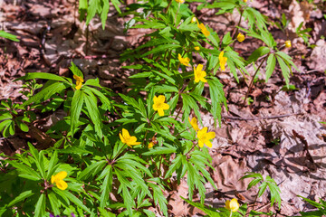 Primroses are spring. First flowers in the spring forest.