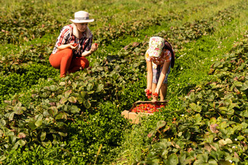 Beautiful young caucasian mother with her daughter pick strawberries in the field