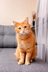 A ginger cat sits on a gray sofa and looks attentively at the camera.