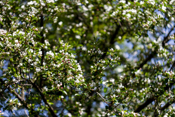 Fototapeta na wymiar Beautiful spring blossoming apple tree