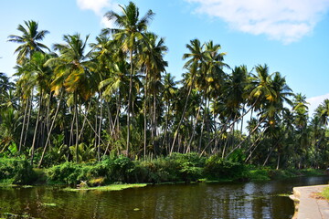 Naklejka na ściany i meble Coconut trees on the banks of a river