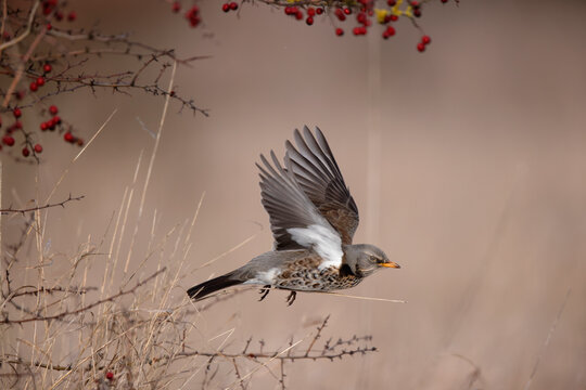 Grive litorne Turdus pilaris se nourrissant sur des baies en hiver