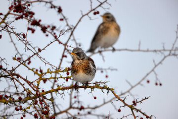 Grive litorne Turdus pilaris se nourrissant sur des baies en hiver