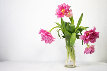 Bouquet of beautiful pink tulips in a glass vase against a white wall