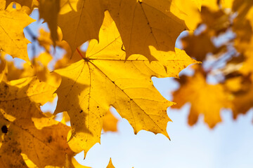 autumn tree with foliage changed color in the autumn season
