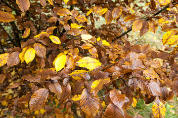 autumn nature and its influence on nature