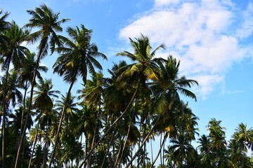 Fototapeta na wymiar Coconut trees on the banks of a river