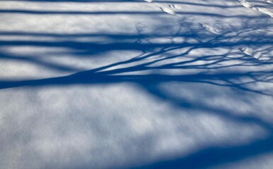 Obraz premium Shadows of trees in the snow