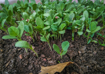 seedling growing in soil in the garden, Fenugreek plant gardening, herbs plantation, nature photography