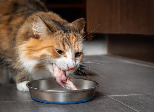 Cat eating raw chicken wing tip. Cute female kitty chewing on a large piece of raw meat in the kitchen. Concept for raw food diet for cats, dogs and pets or cats are carnivores. Selective focus.