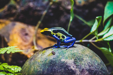 Rana amazónica venenosa