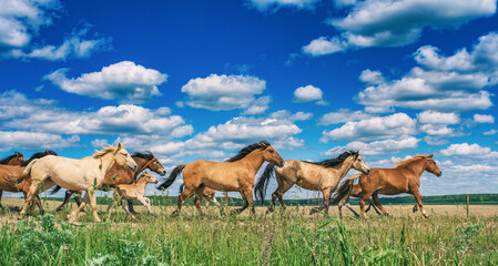 Herd of horses running on the field in summer day.