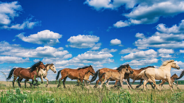Herd of horses running on the field in summer day.