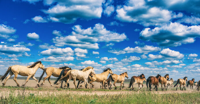 Herd of horses running on the field in summer day.