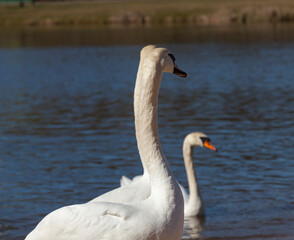 white Swan couple floating on the water