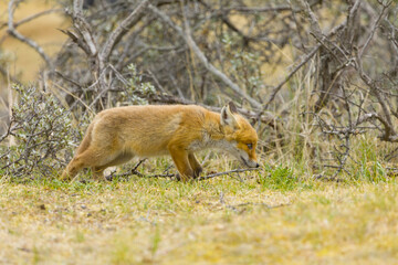 A cute young red fox cub, vulpes vulpes, is exploring the world not far outside it's den