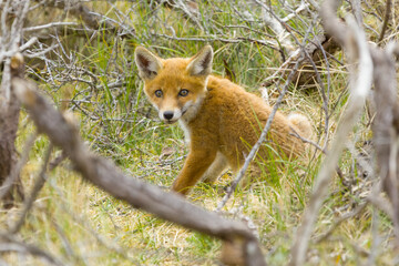 A cute young red fox cub, vulpes vulpes, is exploring the world not far outside it's den