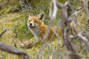 Naklejka na ściany i meble A cute young red fox cub, vulpes vulpes, is exploring the world not far outside it's den