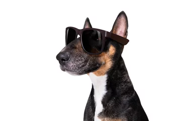 Keuken foto achterwand Grappige hond cool dog with sunglasses