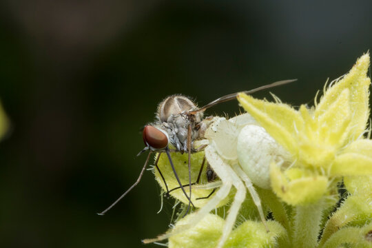 Una ara&ntilde;a cangrejo que recien captur&oacute; a un zancudo
