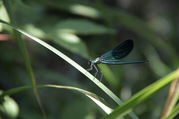 dragonfly on a leaf
