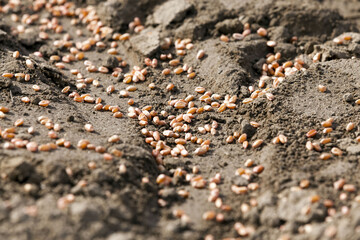 arable agricultural land