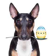 Glasschilderij Grappige hond easter holidays dog with eggs