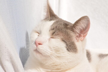 Obraz premium white cat in the sun