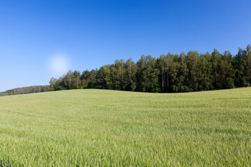 an agricultural field sown with unripe wheat cereals