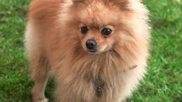 A pomeranian with yellow fur on the grass looking from one side to another