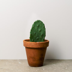 prickly pear cactus in a terracotta pot