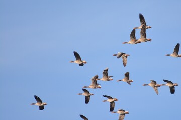 flying geese